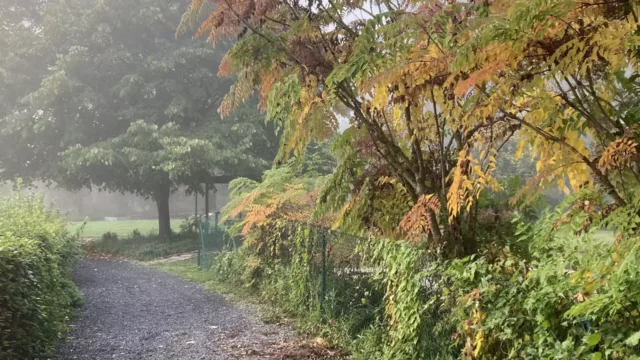 Photo prise dans parc des Roches de Rochefort en automne, avec des arbres aux feuillages aux teintes chaudes de rouge, orange et jaune, parsemés de feuilles tombées sur le sol. Des sentiers serpentent à travers le parc, invitant à la promenade parmi les couleurs de la saison.