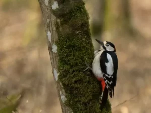 pic épeiche sur un arbre